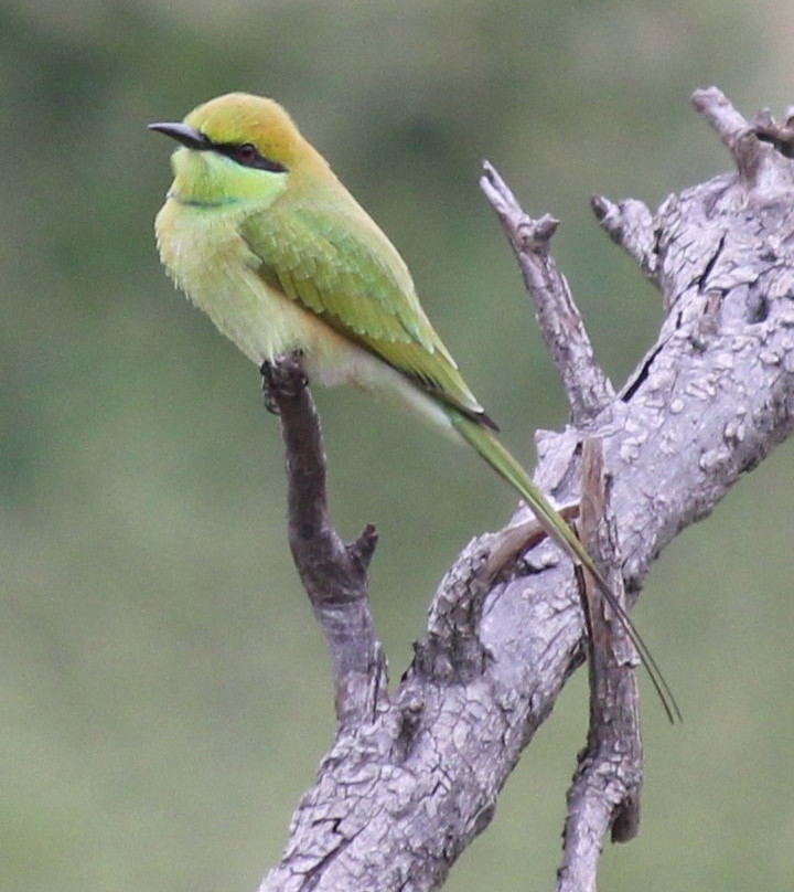 Mayureshwar Wildlife Sanctuary景点图片
