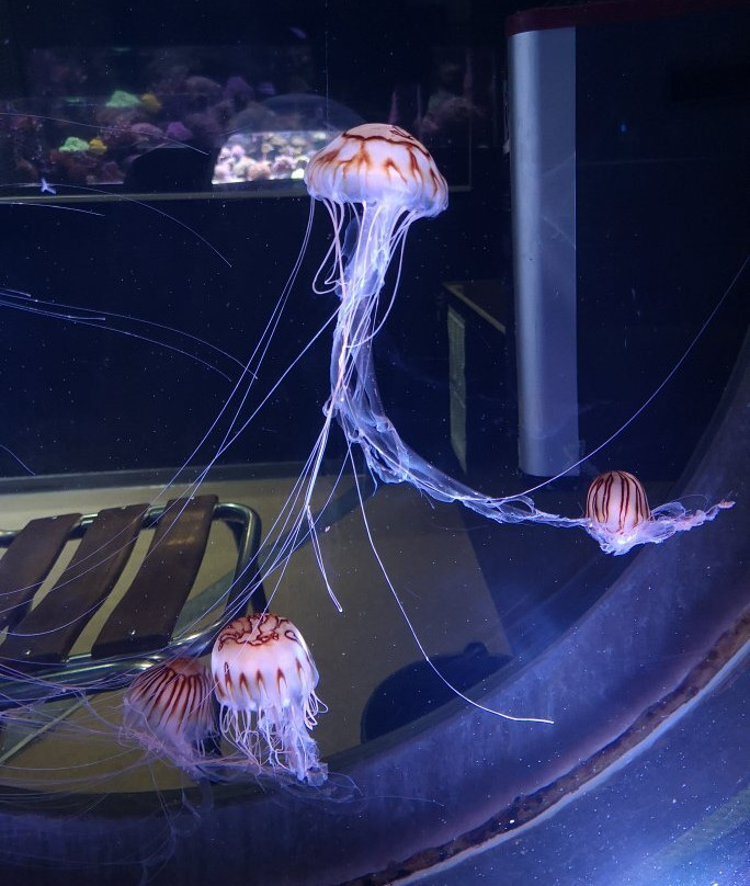 Aquarium de Lyon景点图片