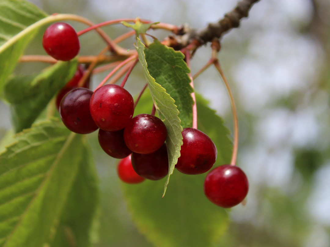 Muermes-Rundwanderweg-Mehren必去景点