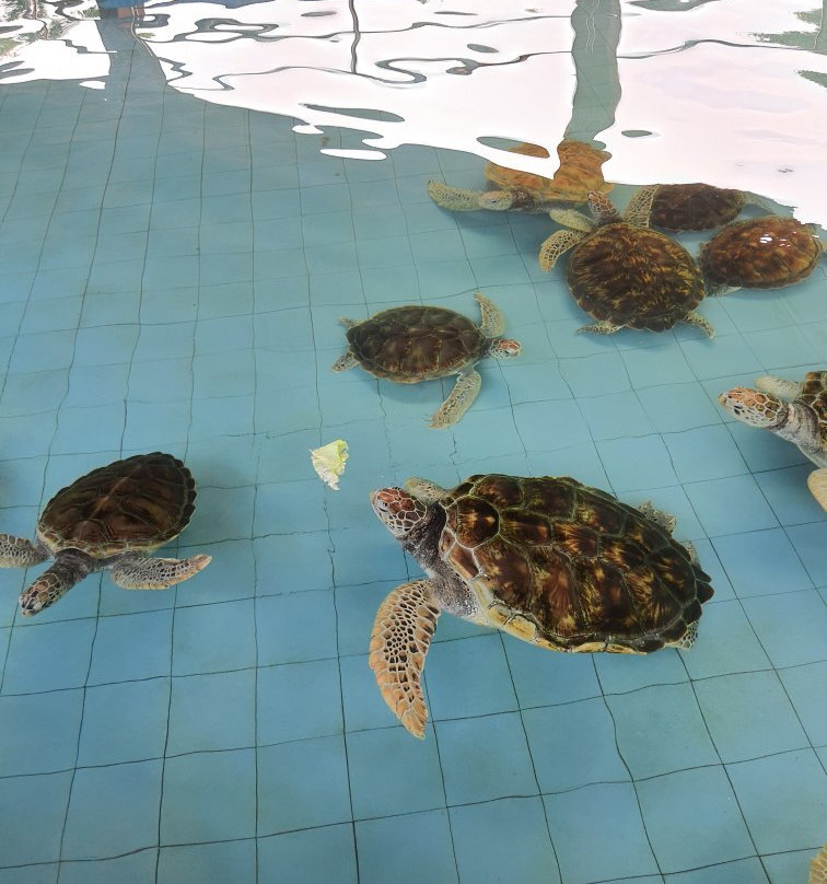 Turtle Conservation and Information Center-红土坎必去景点