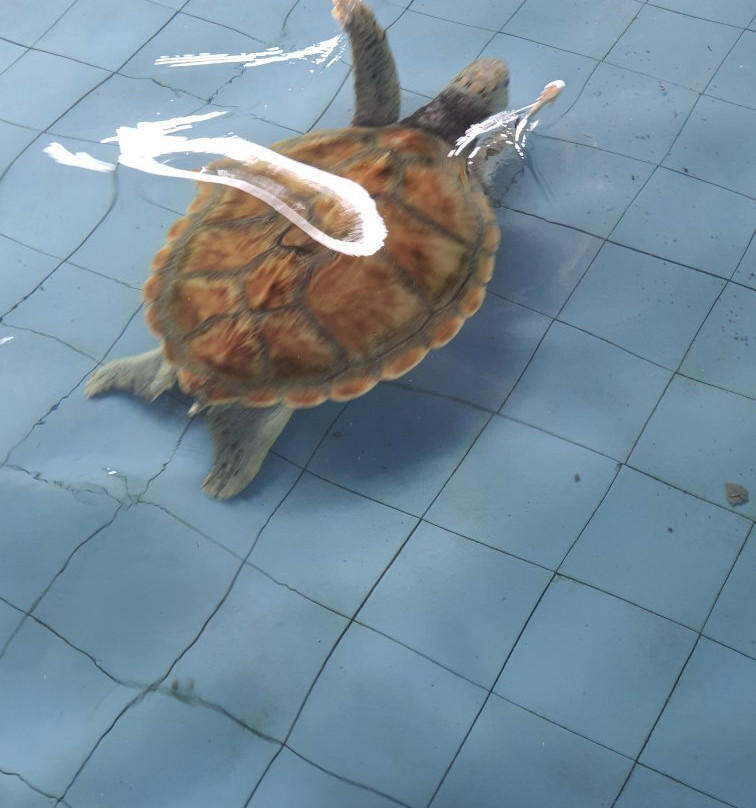 Turtle Conservation and Information Center-红土坎必去景点