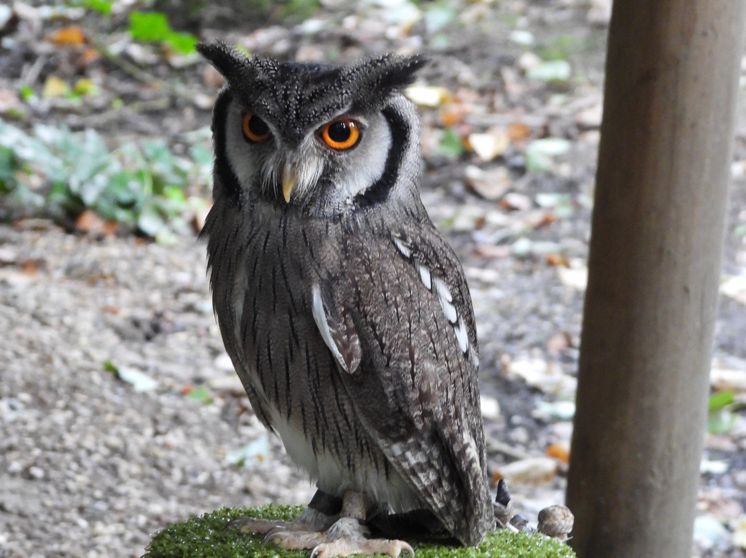 The Rutland Falconry and Owl Centre景点图片