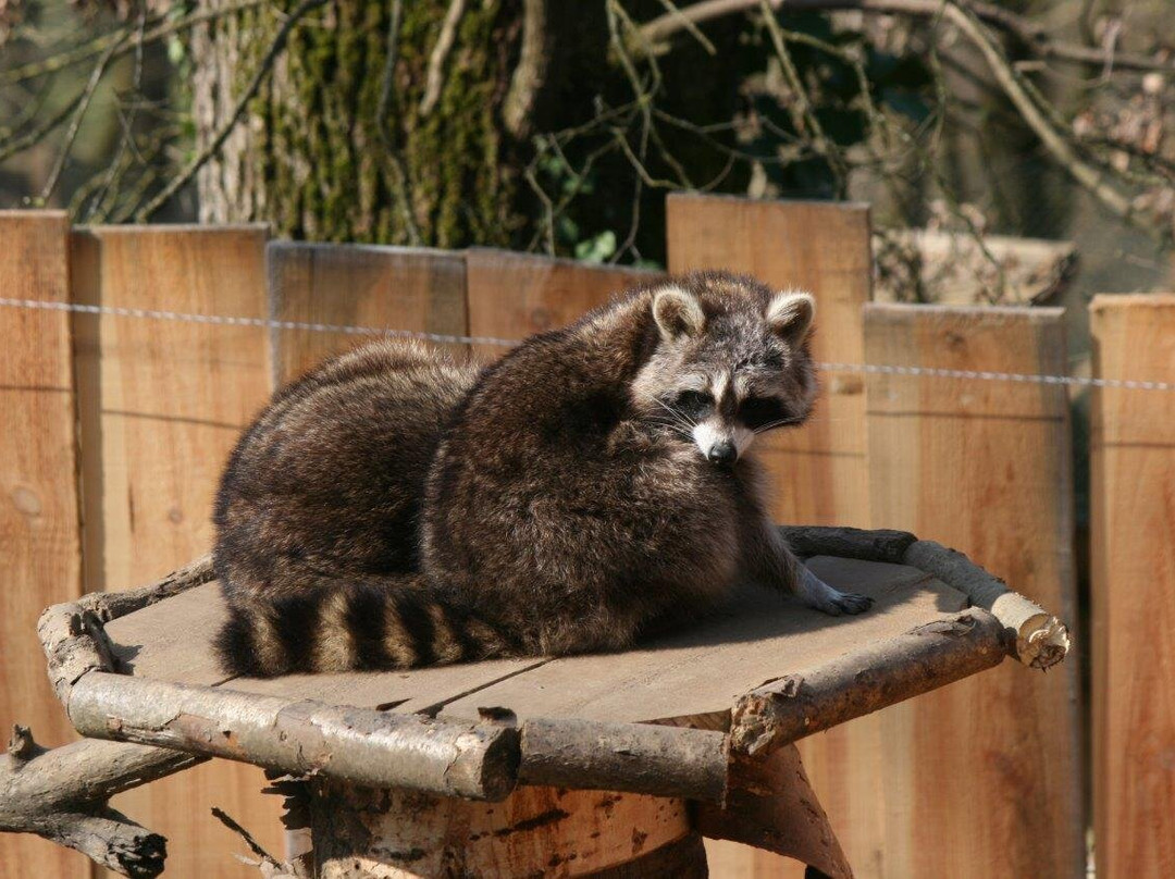 Happy Forest景点图片