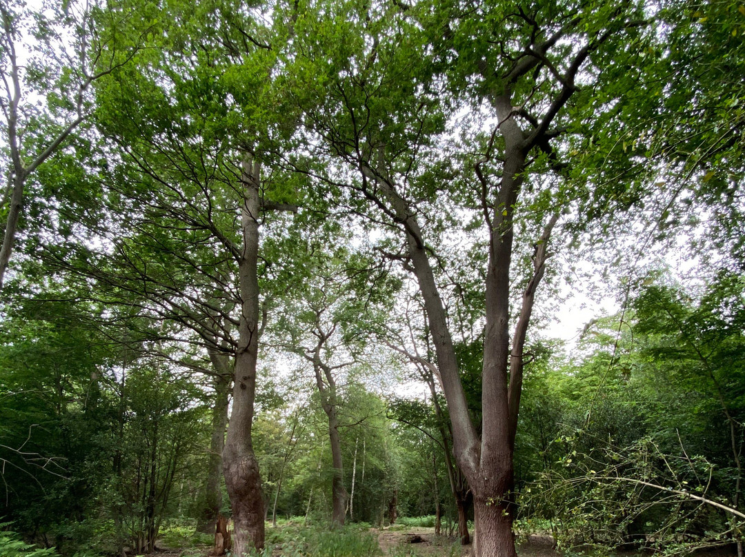 Epping Forest景点图片