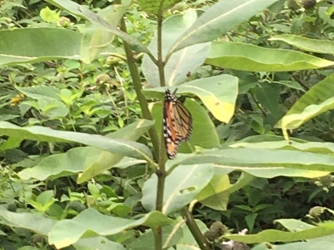 Cattus Island County Park景点图片