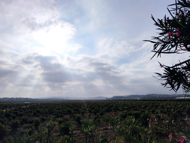 HaMal'akhim Shkharya Forest景点图片