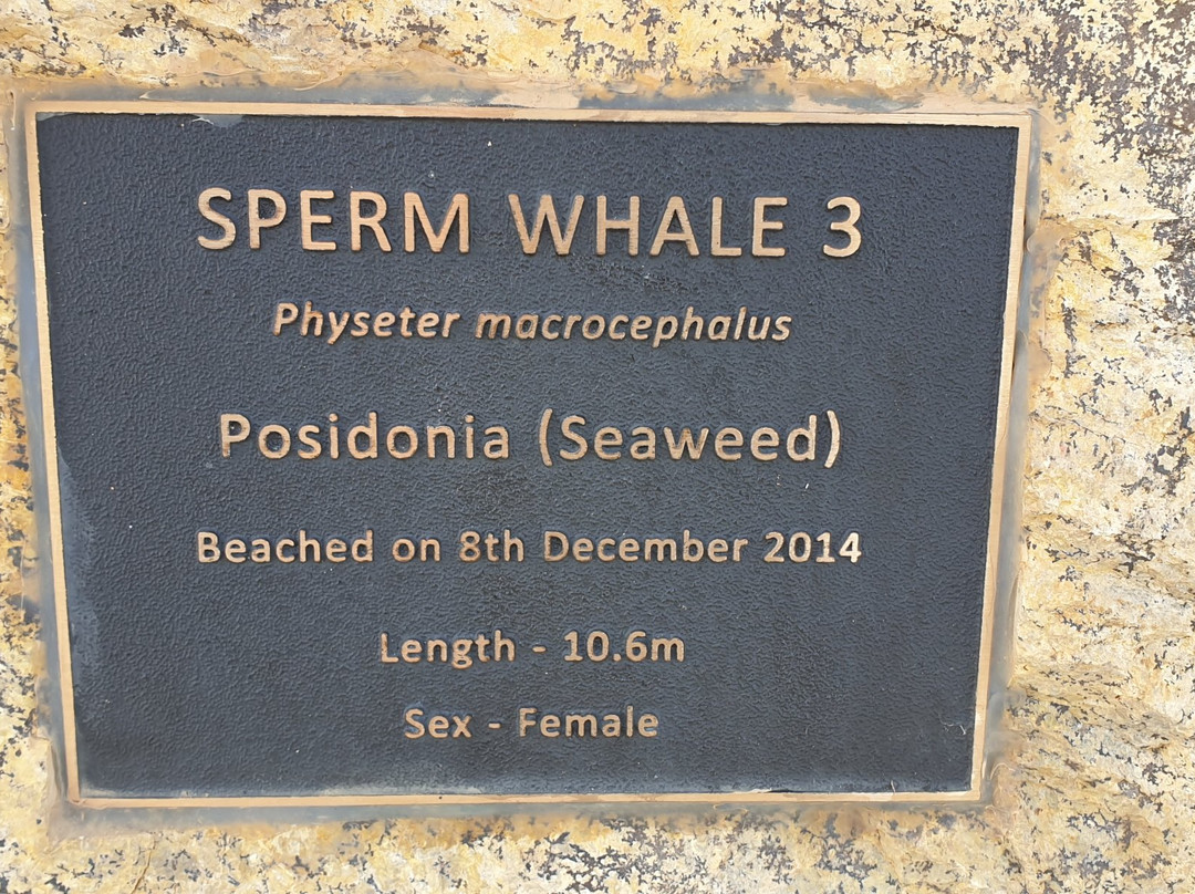 Sperm Whale Memorial-Ardrossan必去景点