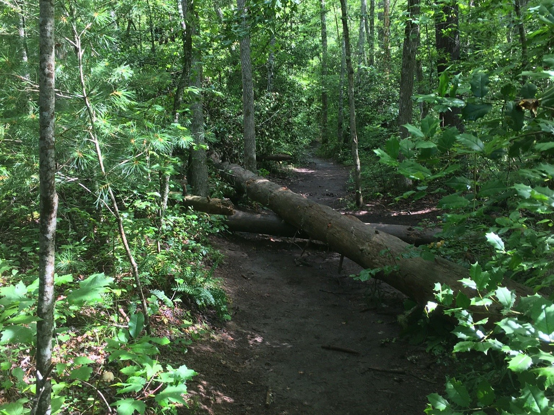 Panther Creek Recreation Area景点图片