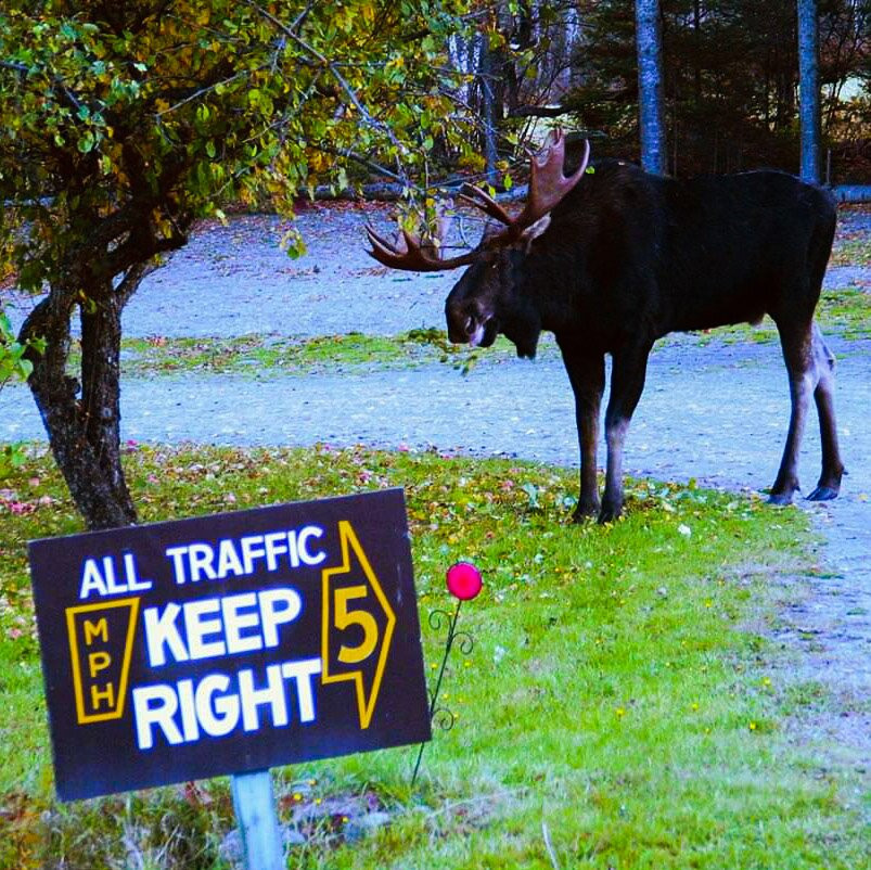 Moosehead Family Campground