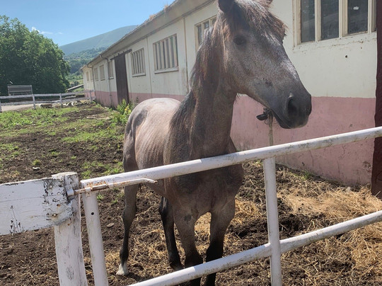 Yeguada De Sorribas-Sevares必去景点