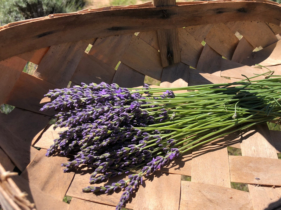 Lavender Ridge Farms景点图片