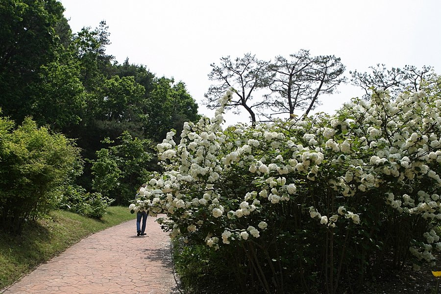 Hwanghaksan Arboretum-骊州郡必去景点