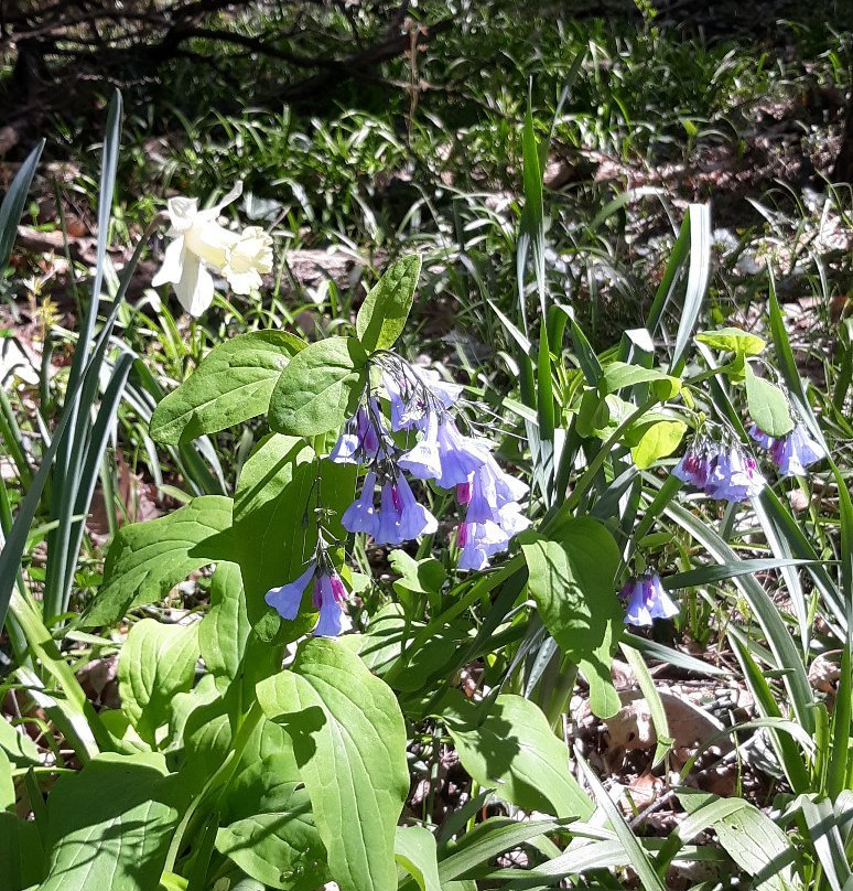 Brincka Cross Gardens-密歇根城必去景点