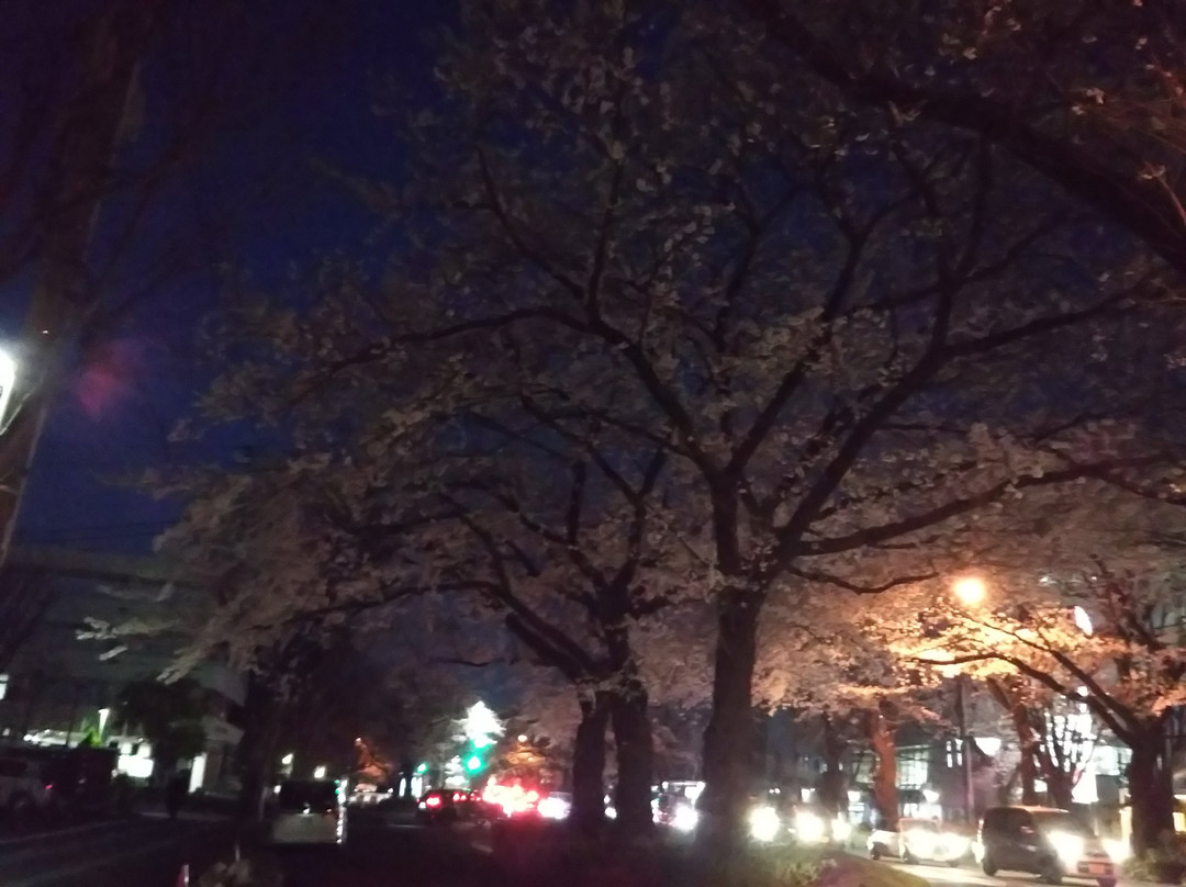 Sagamihara City Hall Sakura Street-相模原市必去景点