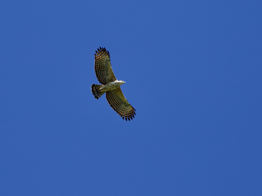 Starlingbali-吉利马努克必去景点