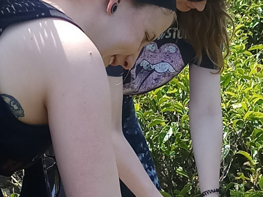 Island Wide Tours-Nanu Oya必去景点