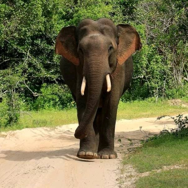 Minneriya  Safari & Taxi Service-丹布拉必去景点