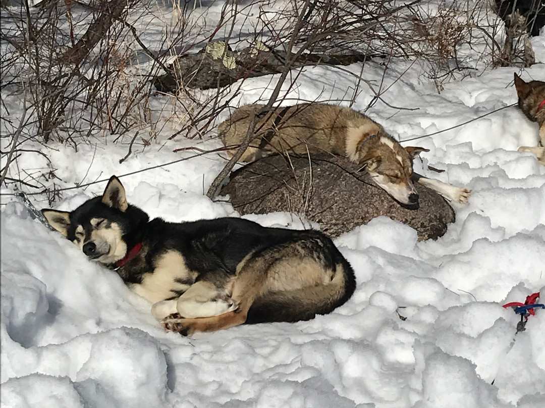 White Wolf Dog Sled Trips-伊利必去景点