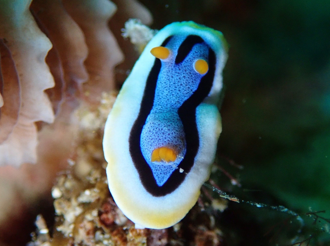 Dive Sibaltan景点图片