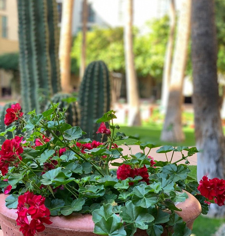 坦帕米慎棕榈酒店主图