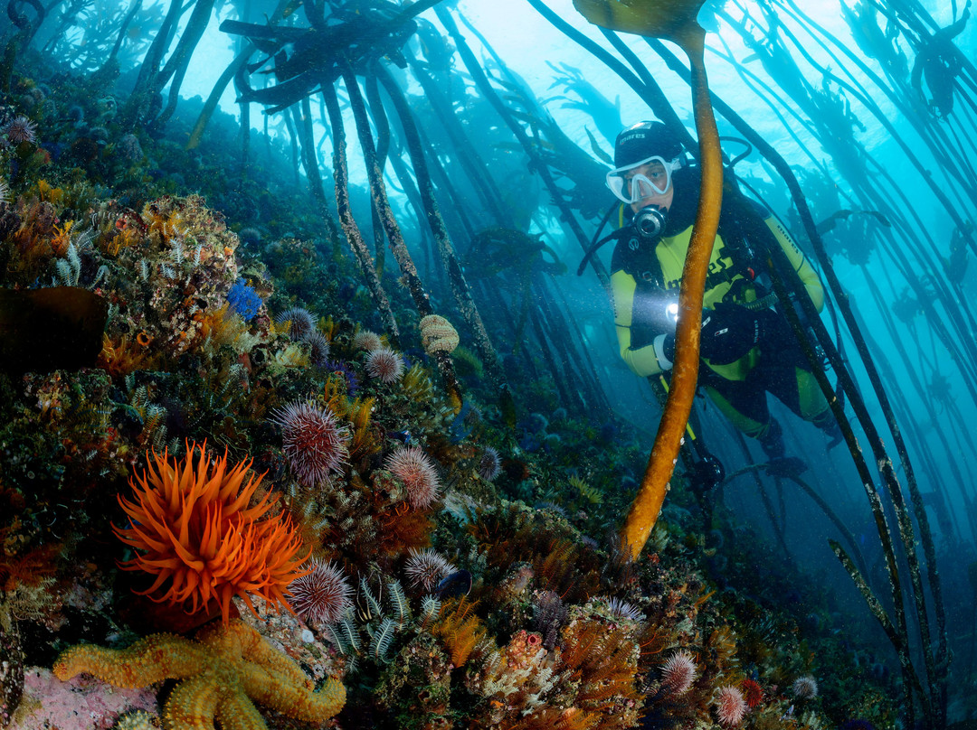 Pisces Divers-西门镇必去景点