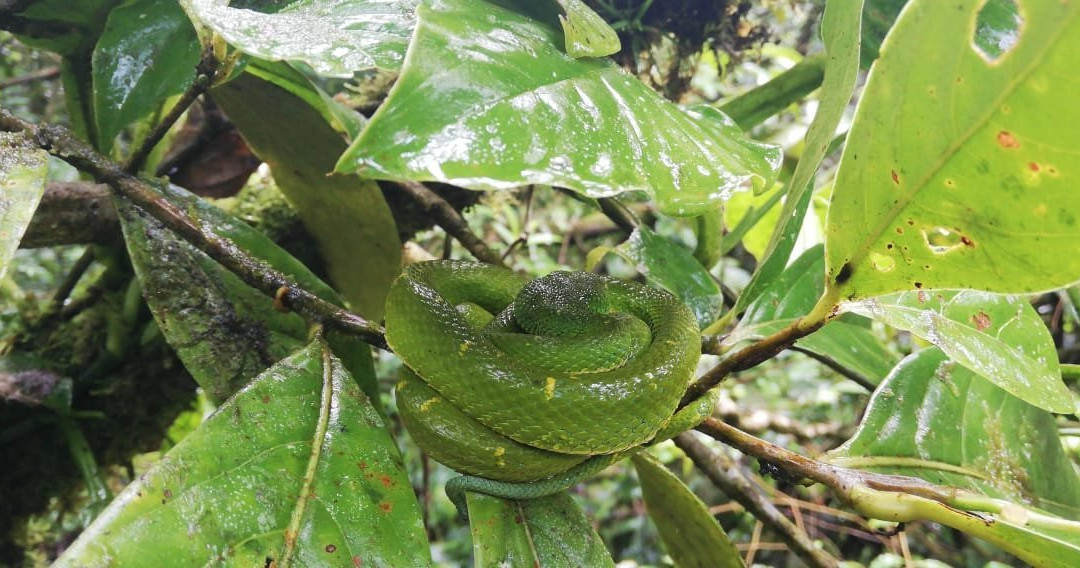 Roy´s the Monteverde local nature guide´s-圣埃伦娜必去景点