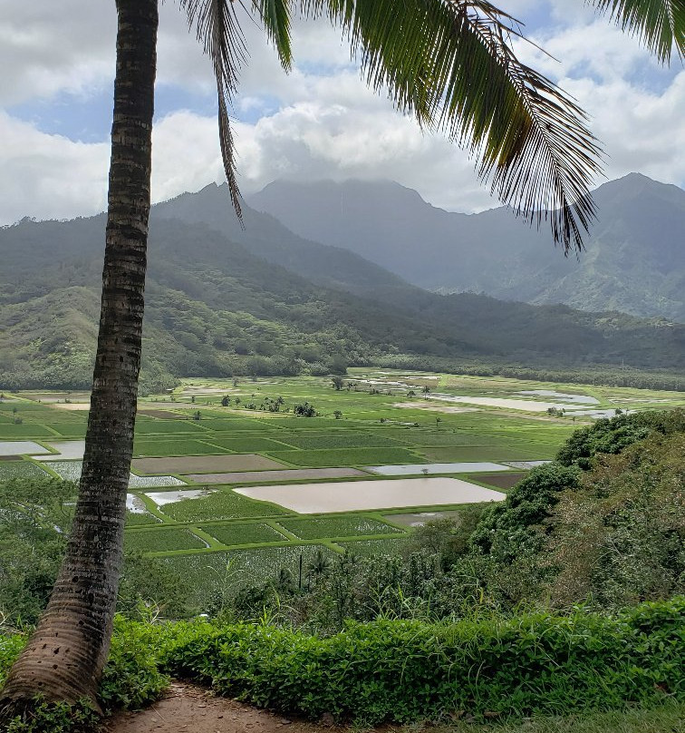 Hanalei Valley Lookout-普林斯维尔必去景点