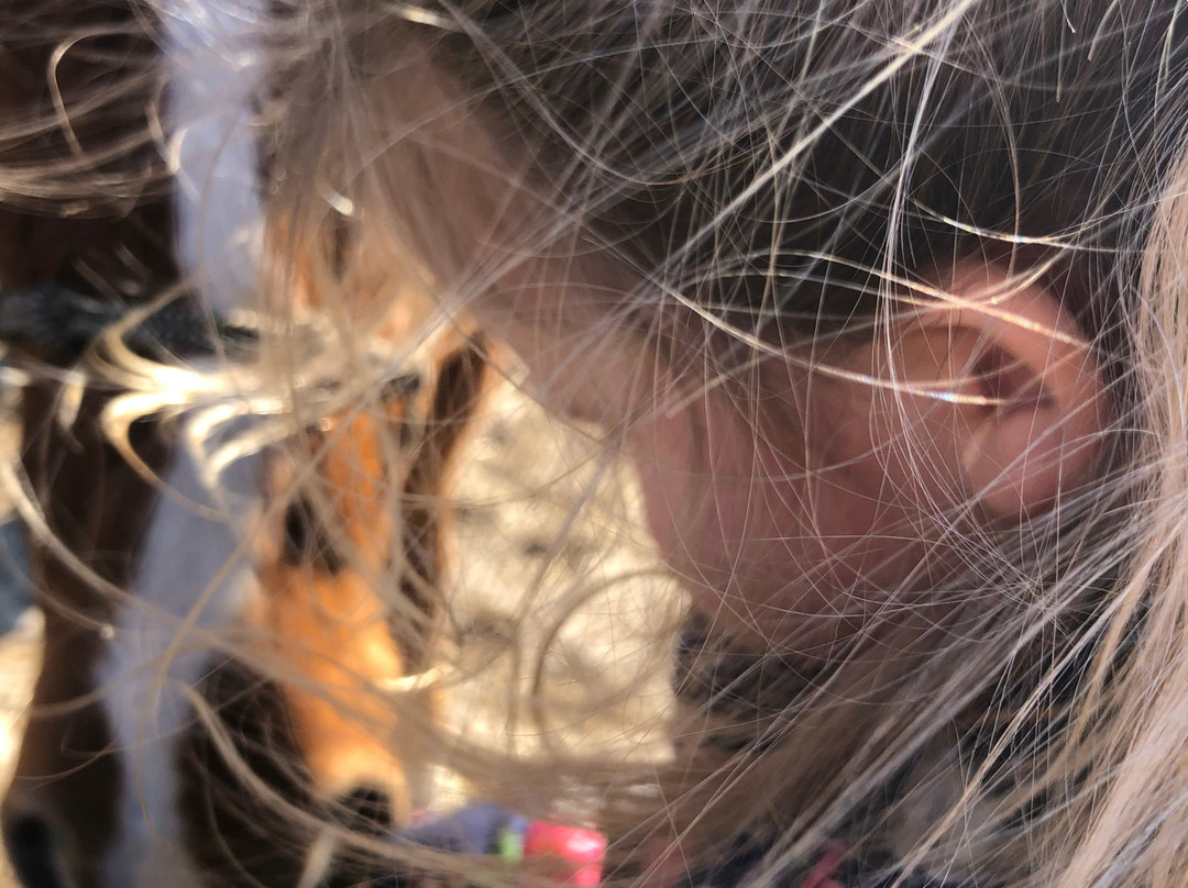 Spirit’s Promise Equine Rescue-Riverhead必去景点