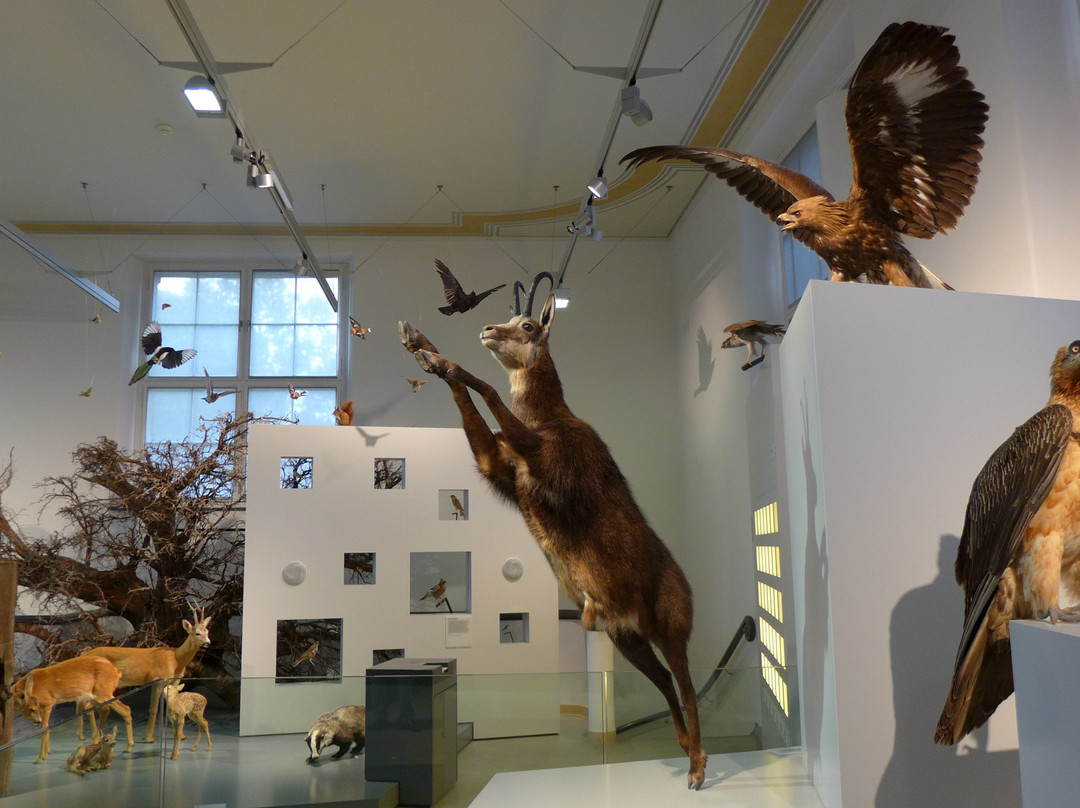 Naturmuseum Winterthur景点图片