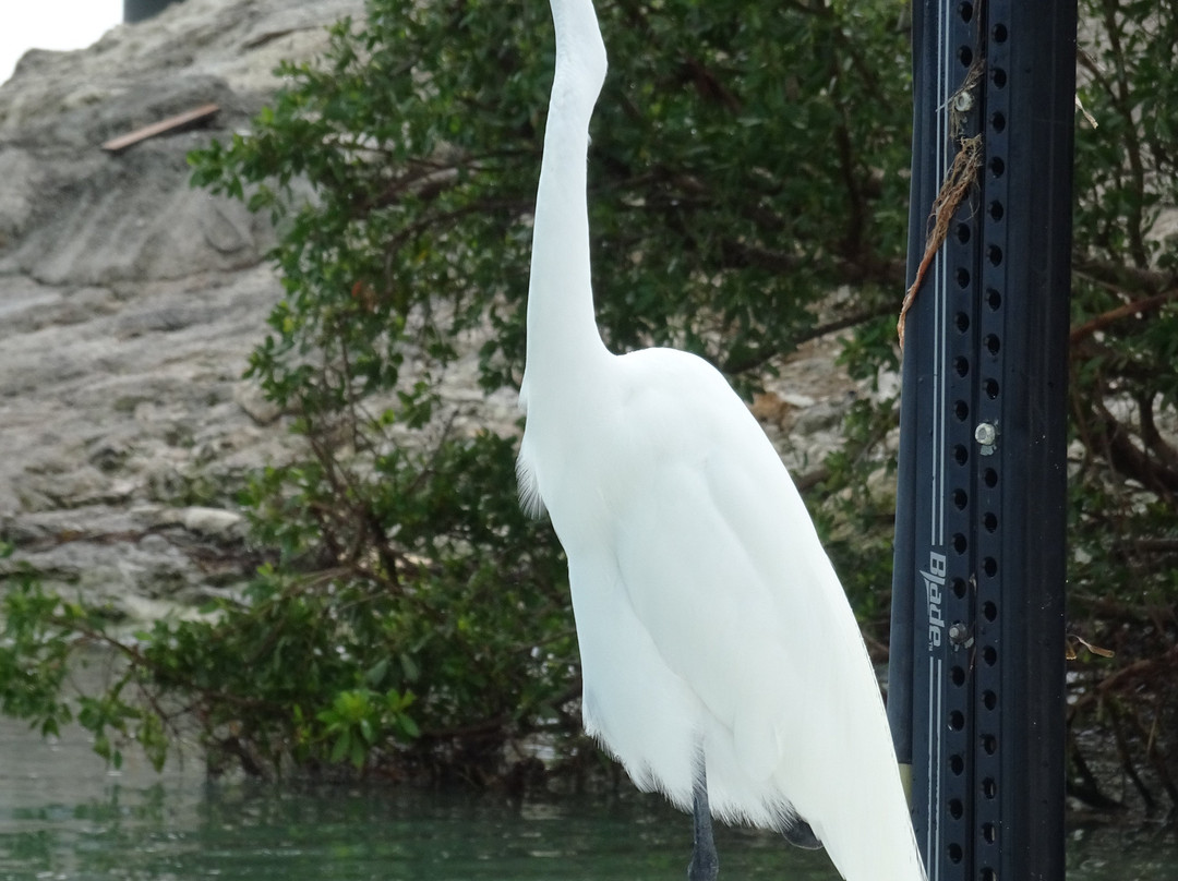 Robbie's of Islamorada-伊斯拉摩拉达必去景点