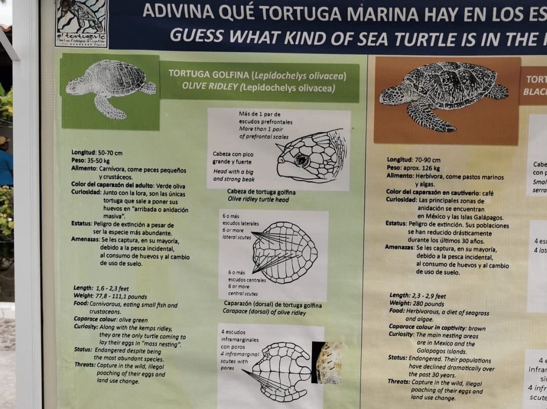 El Tortugugario-Cuyutlan必去景点