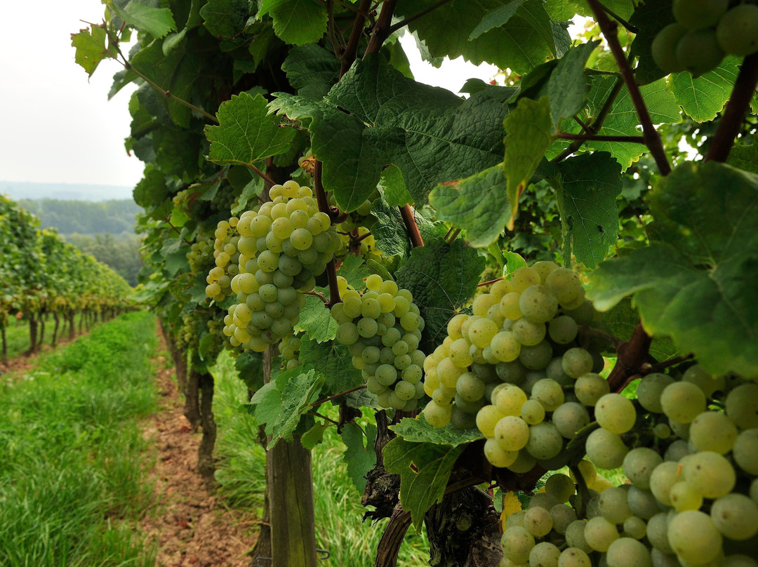 Weingut Georg Müller Stiftung-Hattenheim必去景点