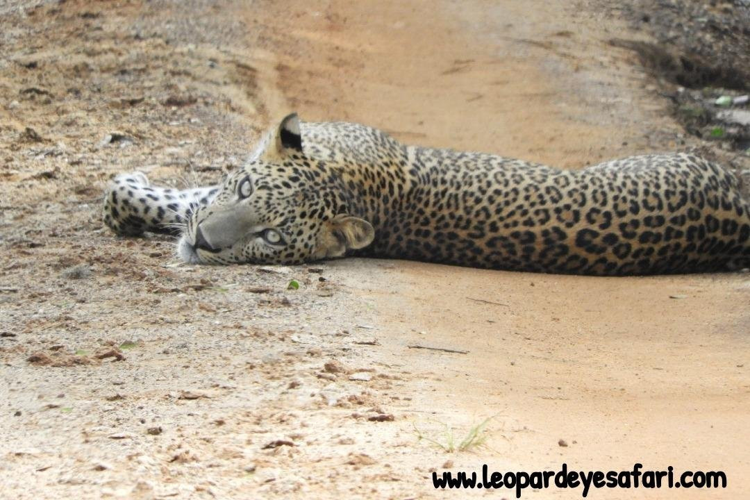 Yala Leopard Eye Safari景点图片