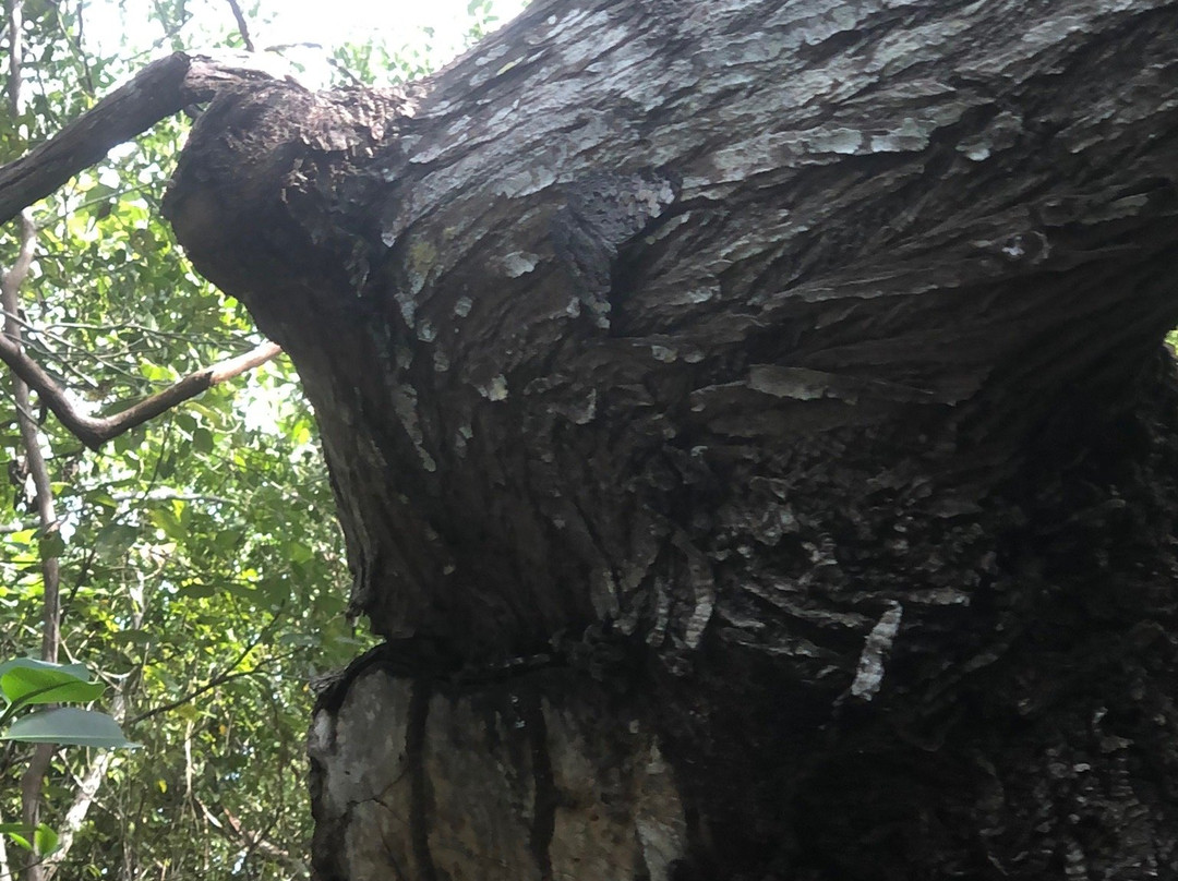 Parque Ecoturistico Jaltun-塞莱斯顿必去景点