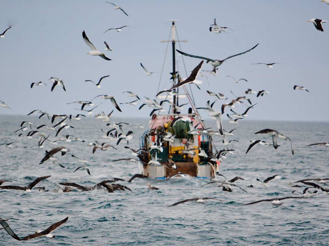 Southern Wanderer Scenic Cruises-阿卡罗阿必去景点