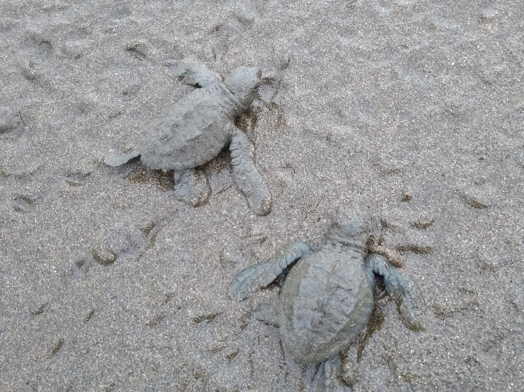 Ecolodge El Almejal主图