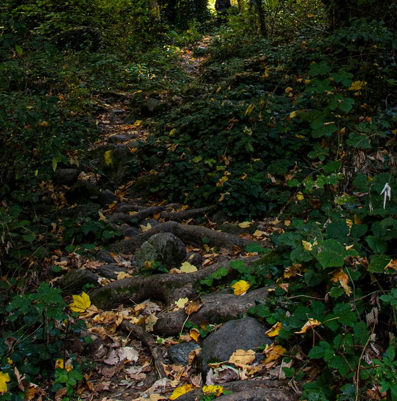 Lagodekhi National Reserve-Lagodekhi必去景点