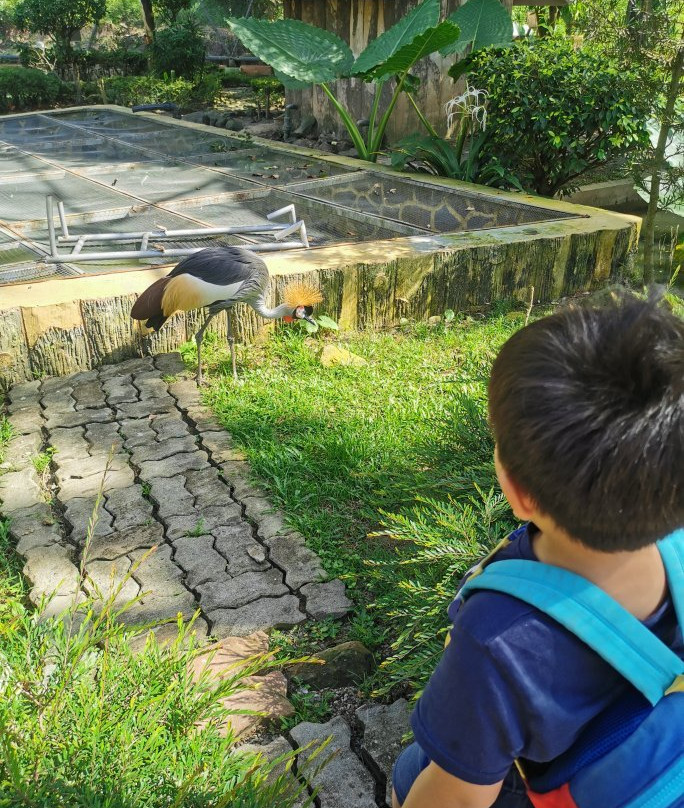 Labuan Bird Park-纳闽必去景点