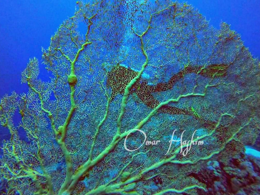 Jordan Frogman Aqaba-亚喀巴必去景点