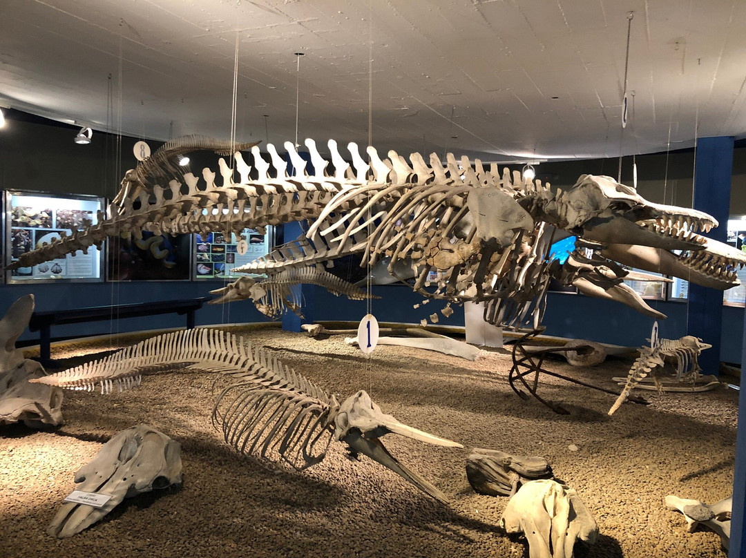 Museu Oceanográfico Eliézer de C. Rios-Rio Grande必去景点