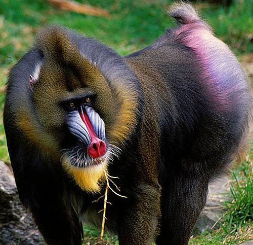 Tata Steel Zoological Park景点图片