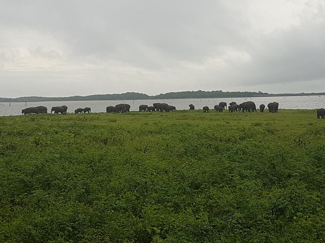 Safari Wildtour景点图片