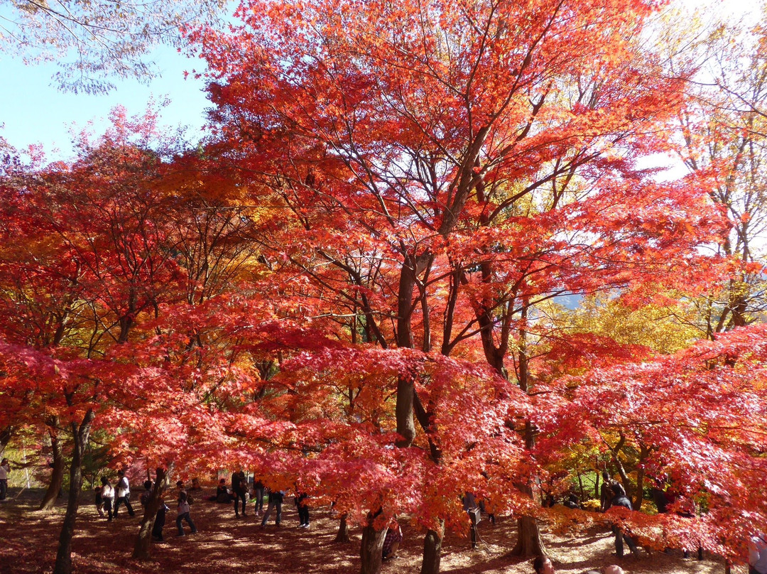 Saijosan Park Momiji Yama-肉粟市必去景点