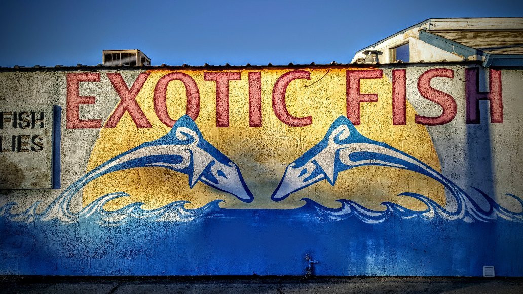 Shillington Aquarium-Calimesa必去景点