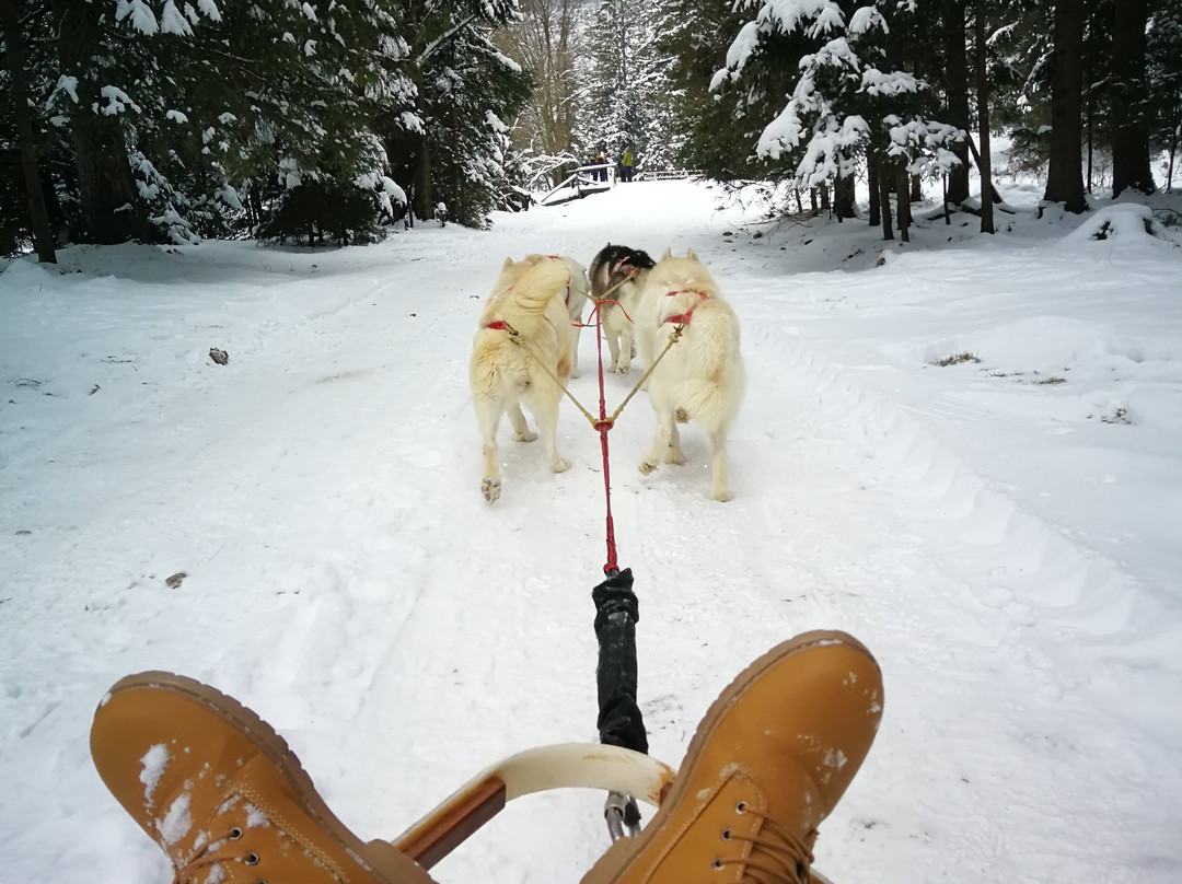 Fundog Husky Sleigh Rides景点图片