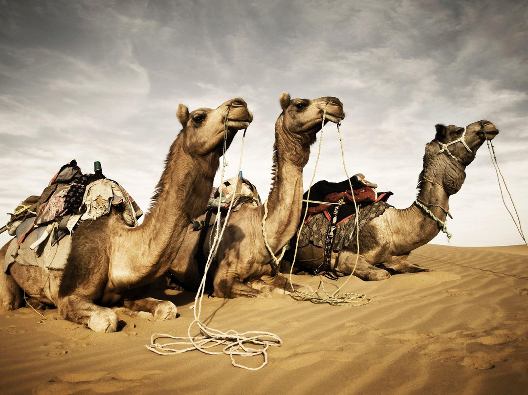 Lal Garh Desert Safari景点图片