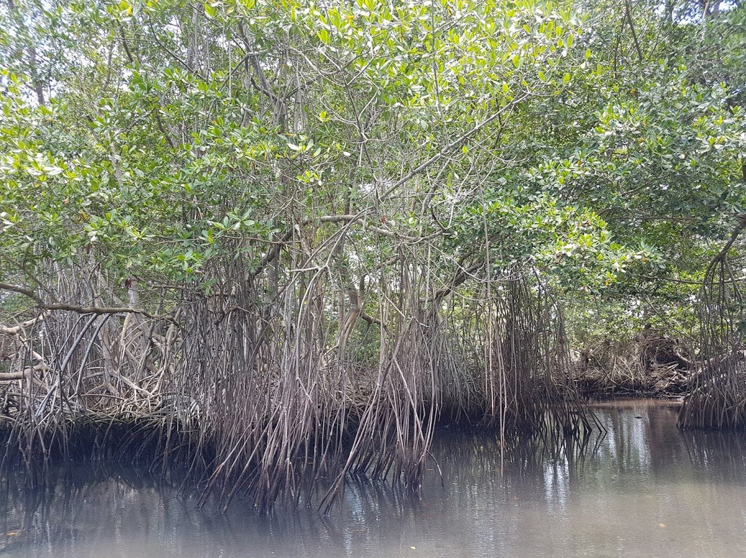 Gri Gri Lagoon-Rio San Juan必去景点