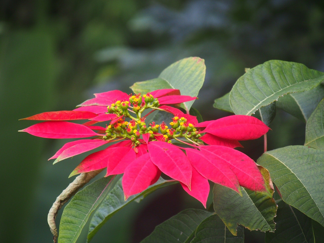 Casa Relax Minca主图