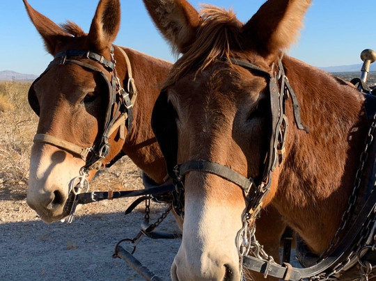 Covered Wagon Tours-棕榈泉市必去景点