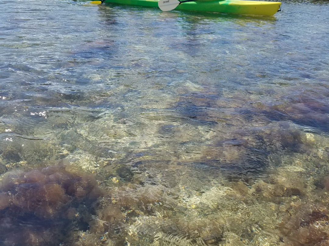 Florida Keys Kayaks and Eco Tours景点图片